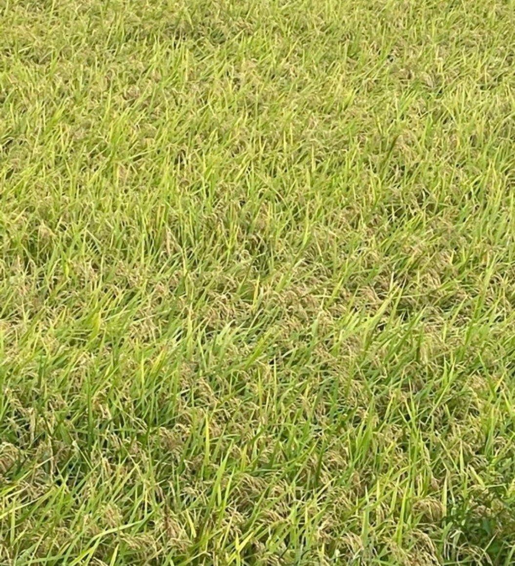 令和7年産　あきたこまち　検査済み　玄米 30kg