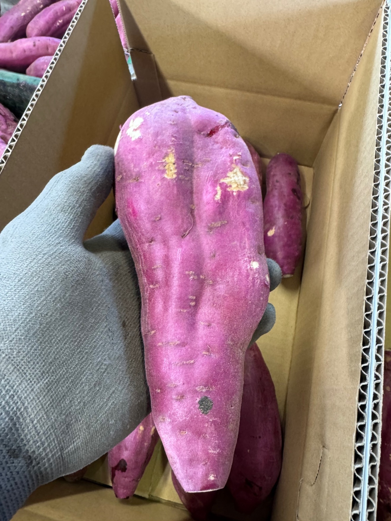 【秋の味覚】茨城県産 さつまいも 紅はるか 新芋 訳あり品 サイズいろいろ 5kg 基本送料込み 