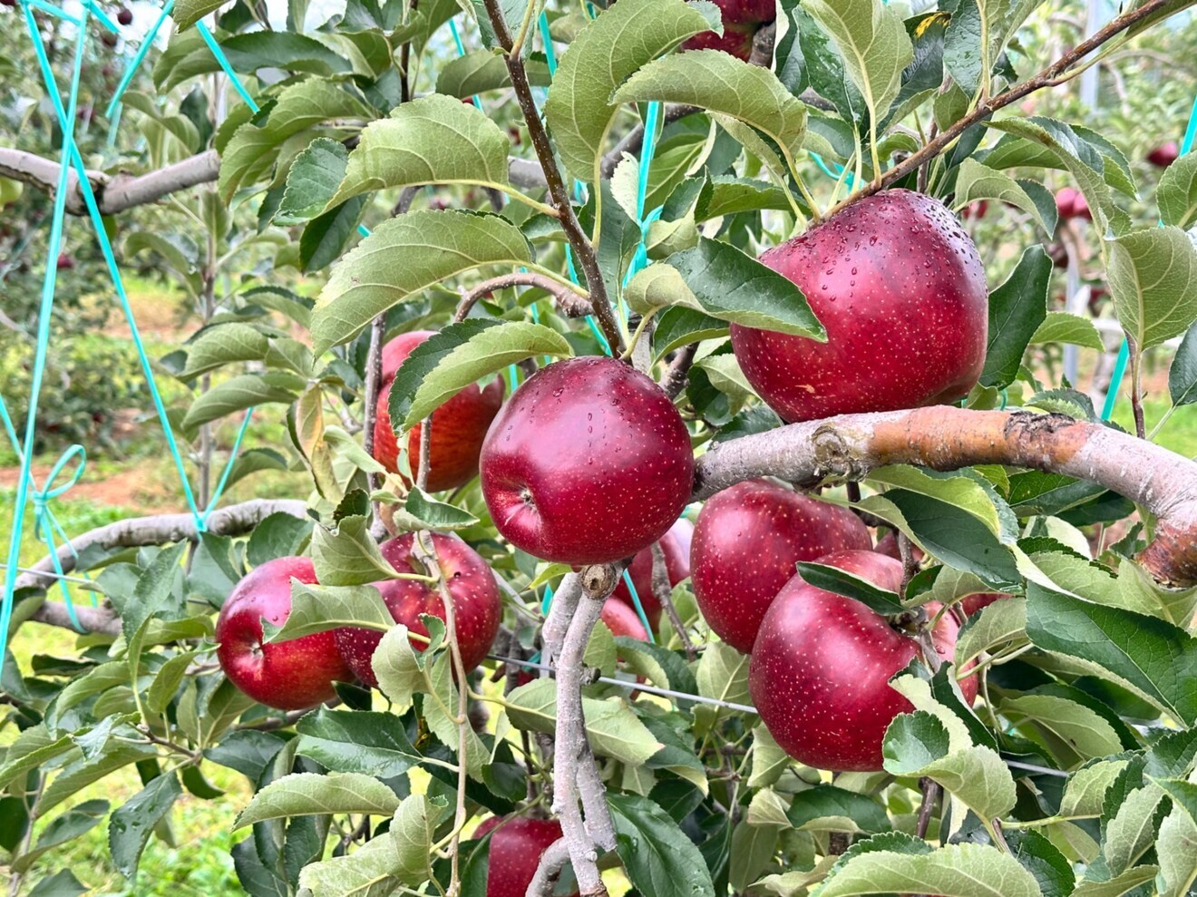 【農家直送】信州りんご食べくらべセット🍎シナノスイート＆秋映 3kg 贈答用