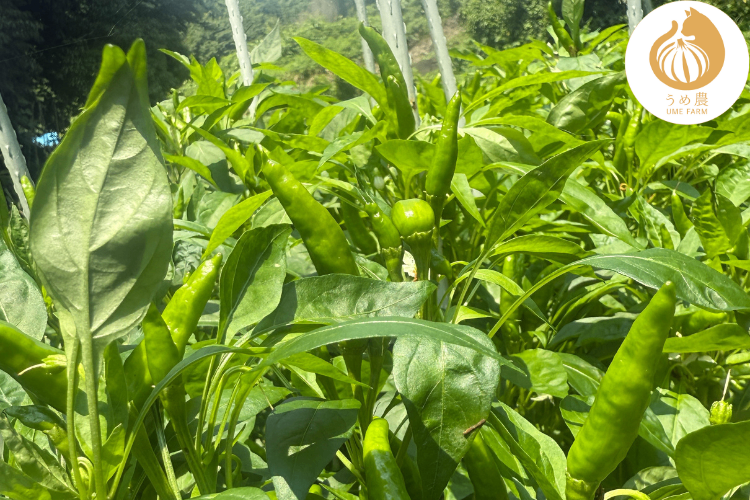 【新鮮・旬の刺激】──新鮮青唐辛子（鷹の爪） 200g 栽培時農薬不使用