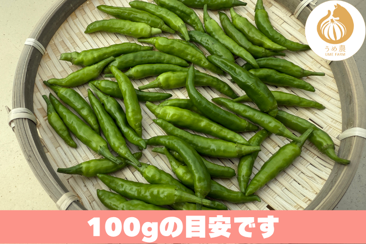 【新鮮・旬の刺激】──新鮮青唐辛子（鷹の爪） 100g 栽培時農薬不使用