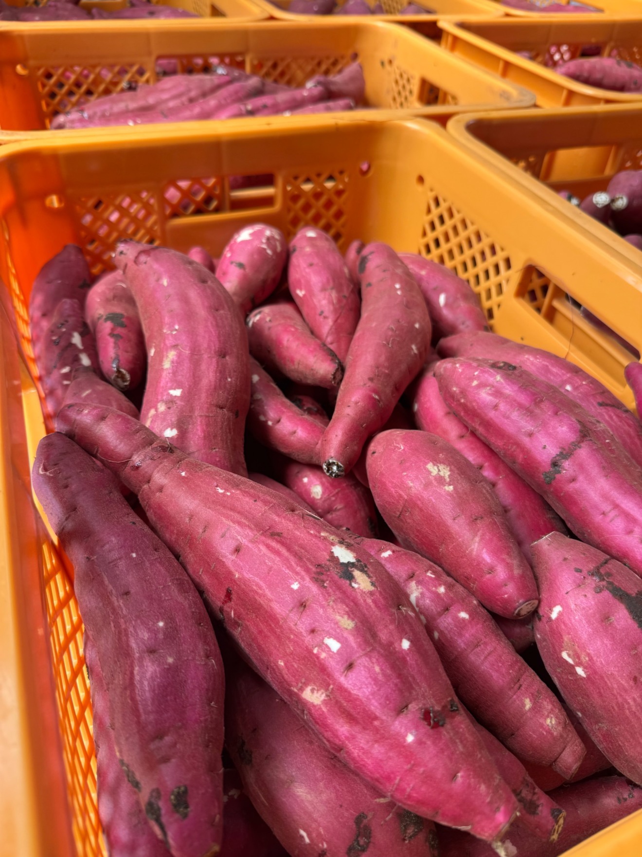 【秋の味覚】茨城県産 さつまいも 紅はるか 新芋 Lサイズ 5kg 基本送料込み