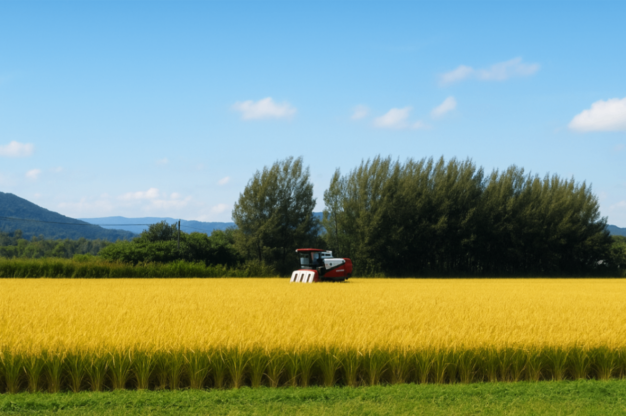 北海道産　新米　ゆめぴりか　玄米10kg(精米9kg)1袋　農家直送