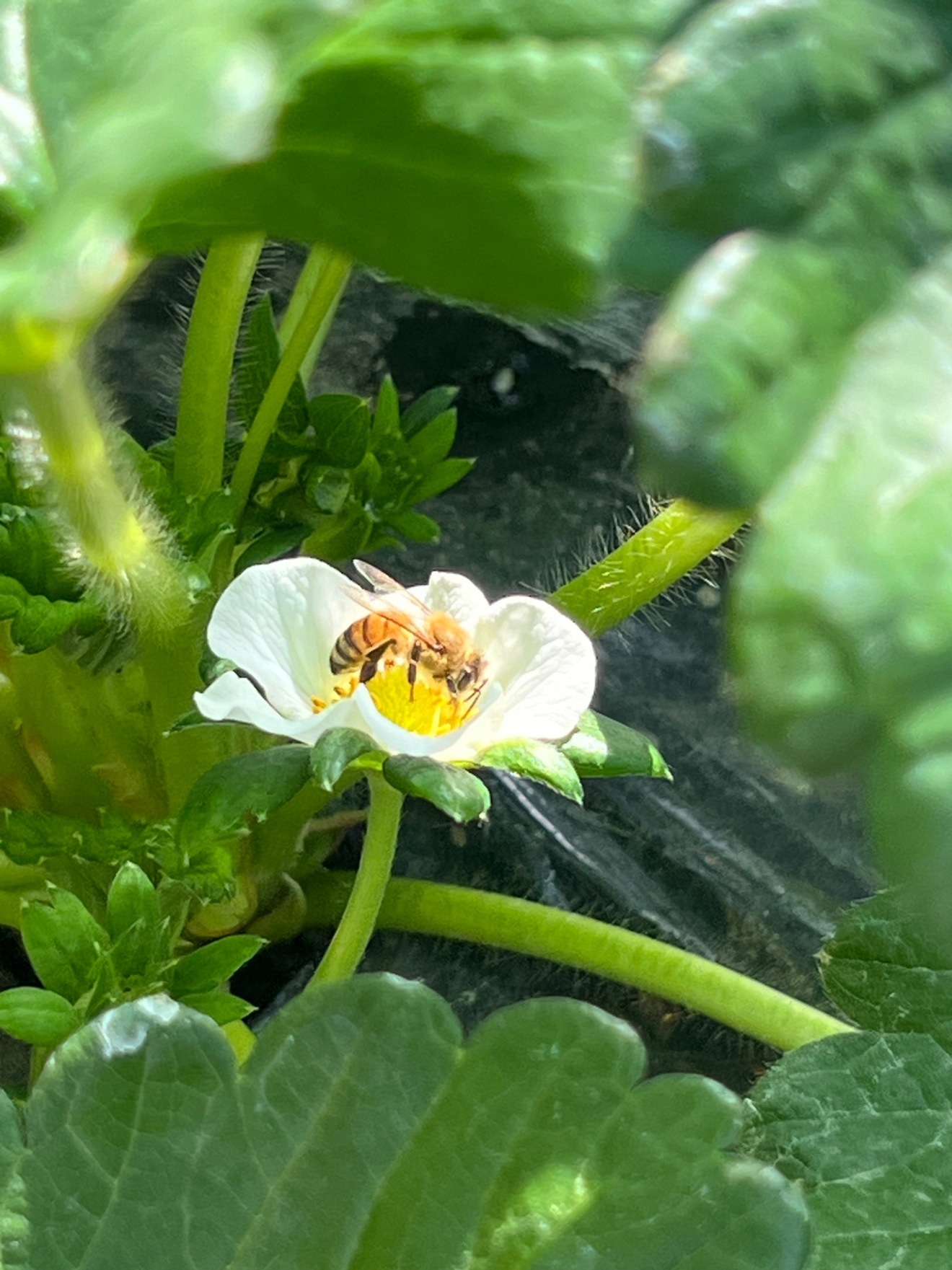 【栃木のイチゴ食べ比べセット】朝取り完熟いちごをお届けします【北海道・九州は別途送料】