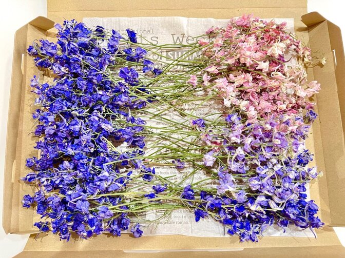 千鳥草ドライフラワー☆ドライフラワー花材