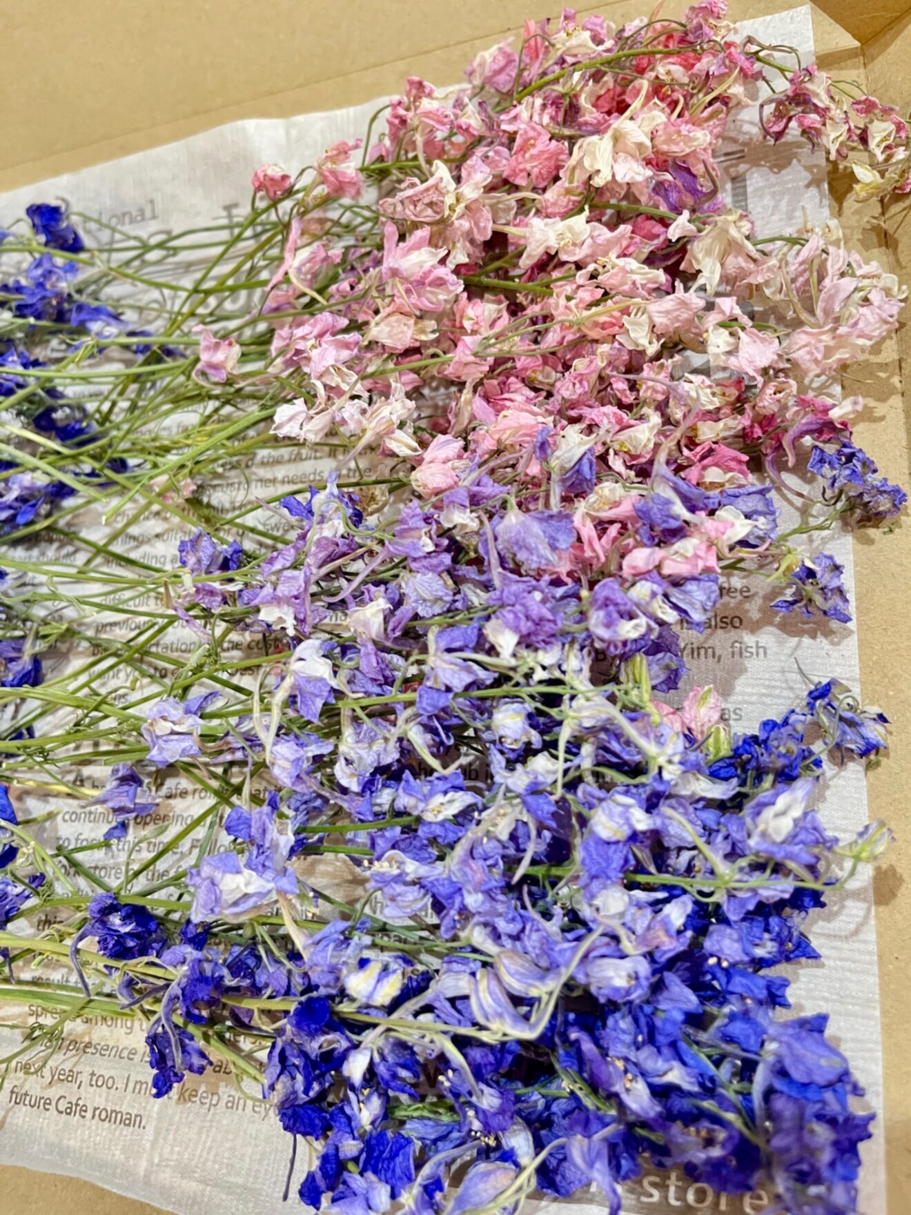 千鳥草ドライフラワー☆ドライフラワー花材