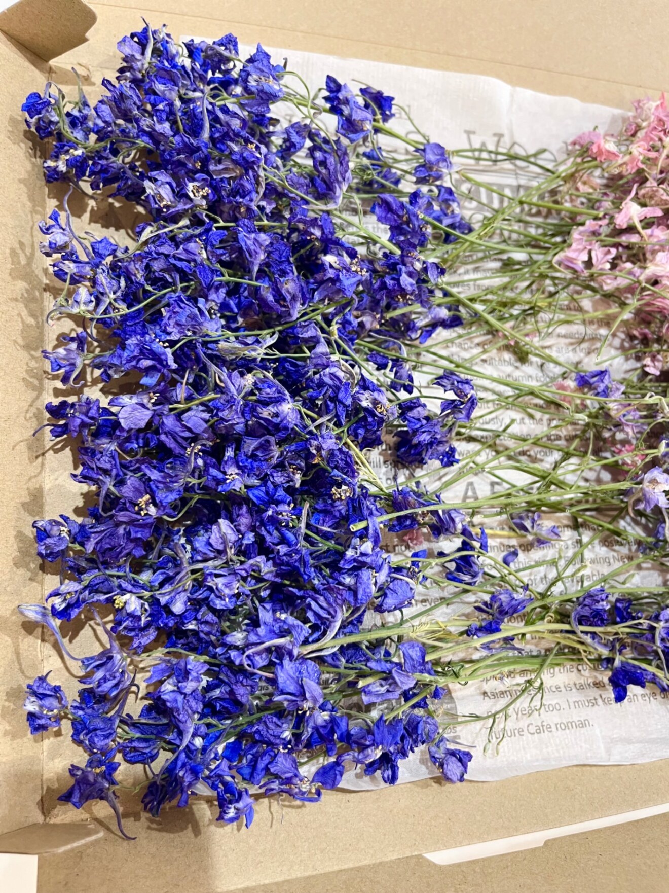 千鳥草ドライフラワー☆ドライフラワー花材