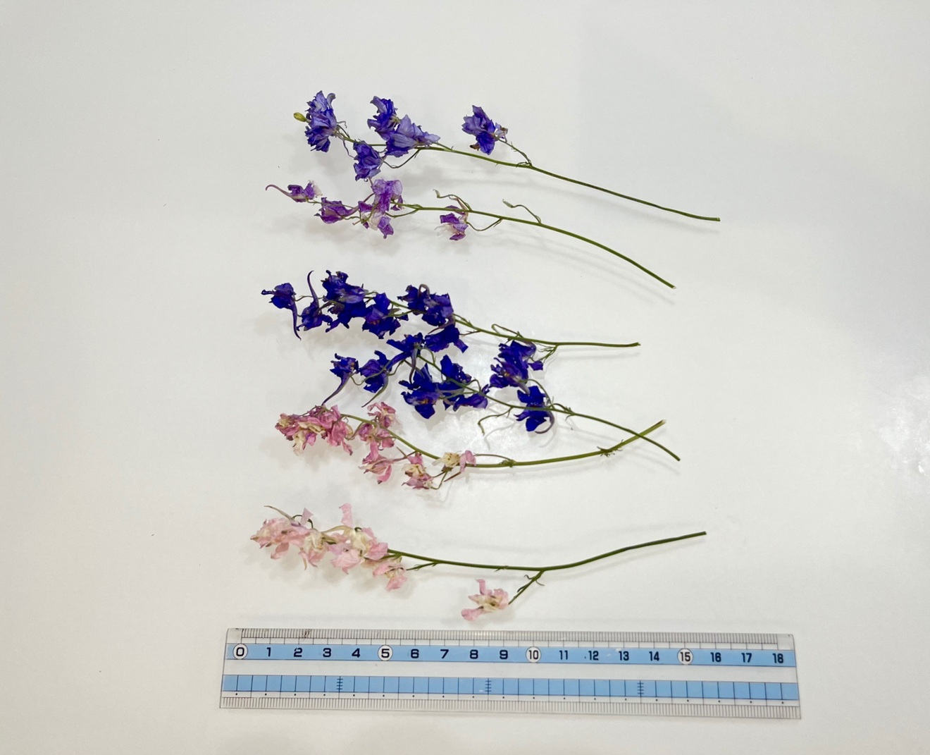 千鳥草ドライフラワー☆ドライフラワー花材
