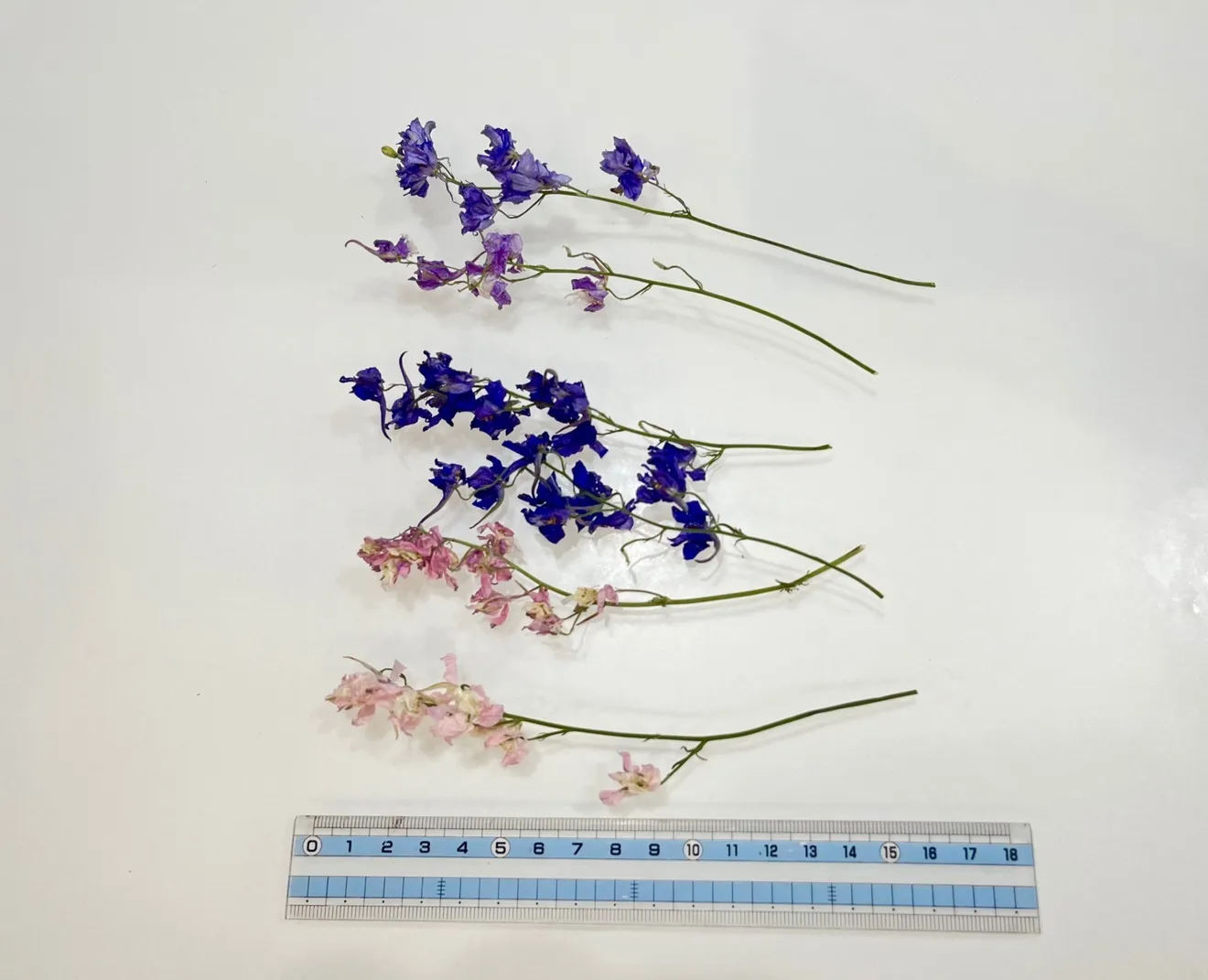千鳥草ドライフラワー☆ドライフラワー花材