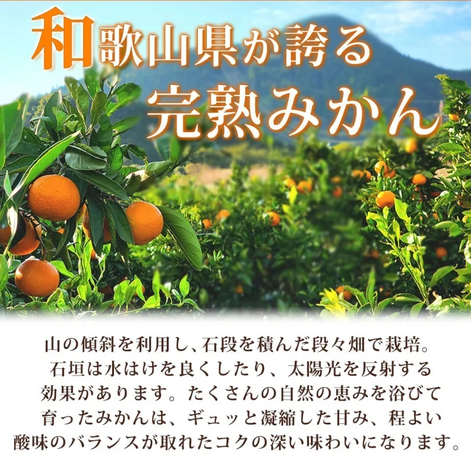 紀州有田産濃厚甘熟温州みかん2S～Lサイズ混合5kg※11月下旬頃～1月下旬頃発送予定