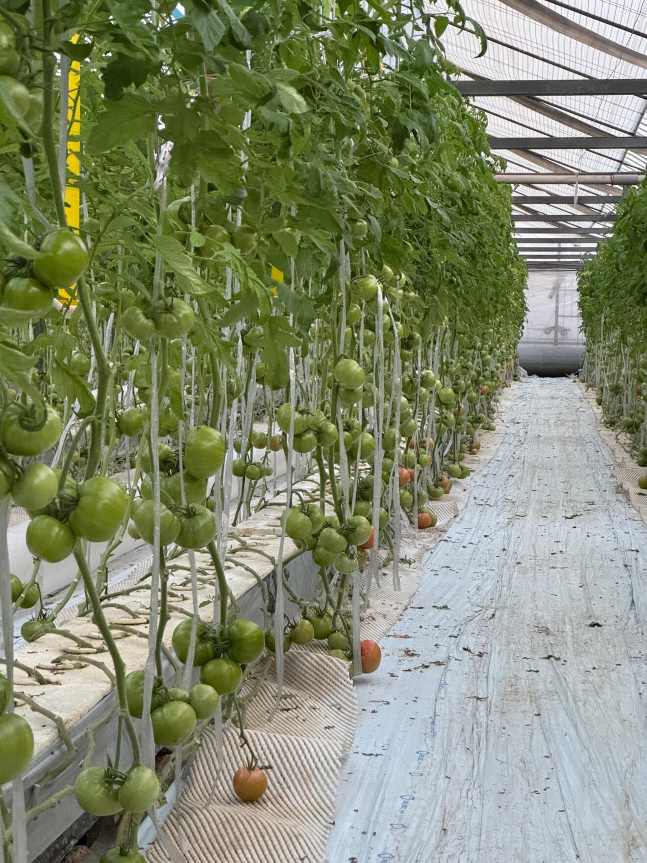 愛を込めた愛知産トマト🍅M玉12個入
健康🆙免疫力🆙美容✨栄養価の高いトマトはいかがですか😋