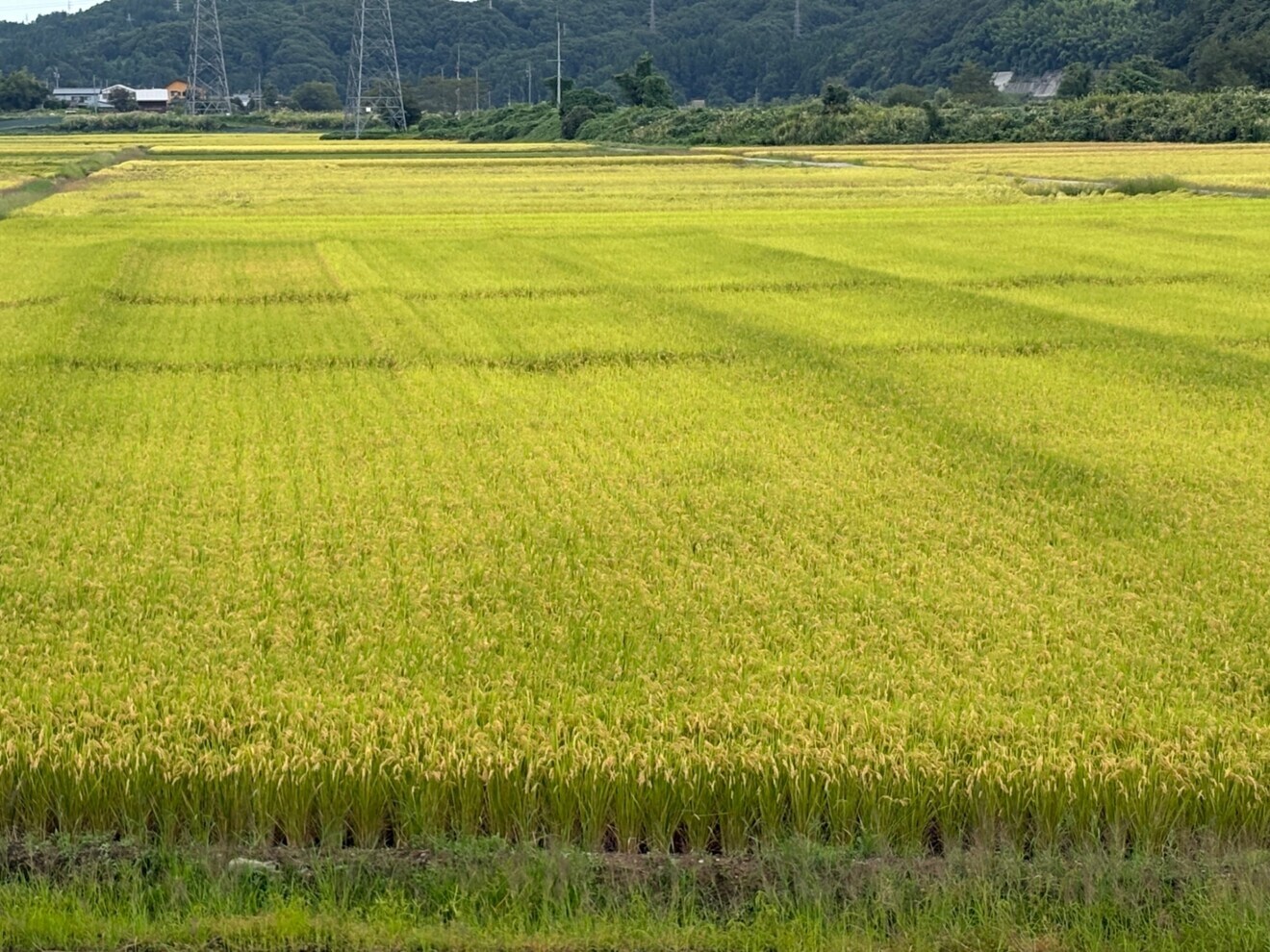 新潟県見附市産　特別栽培米コシヒカリ　白米　（ご家庭用）