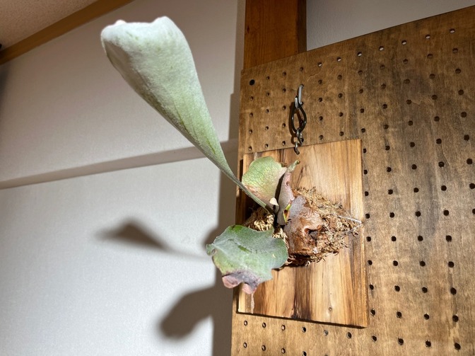 おしゃれインテリアに♪ ビカクシダ ネザーランド（板付け）初心者向け✨