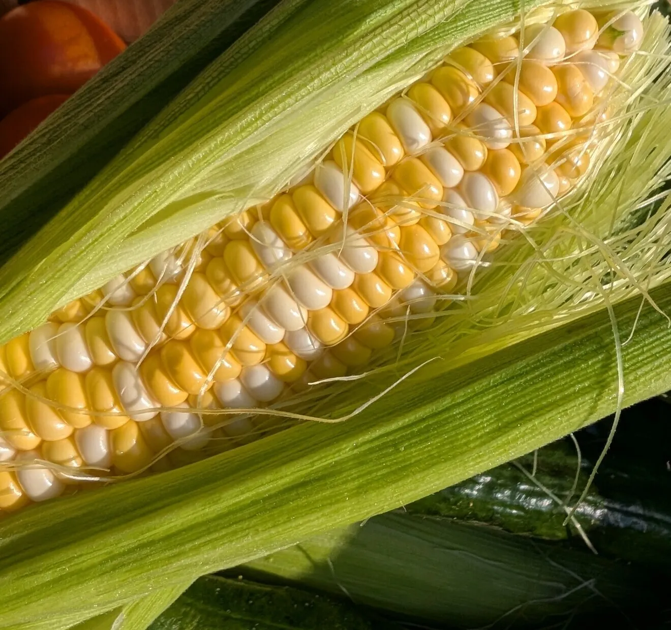 【朝採れとれたて夏野菜詰め合わせ!!】きゅうり・とうもろこし・ミニトマト