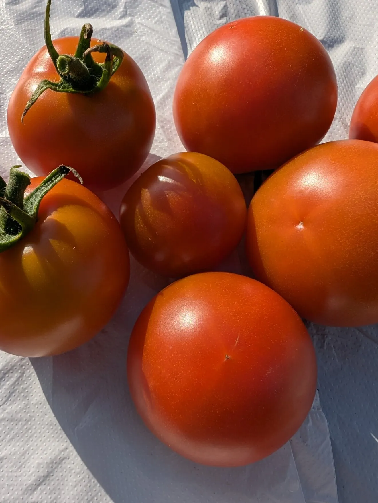 【朝採れとれたて夏野菜詰め合わせ!!】きゅうり・とうもろこし・ミニトマト