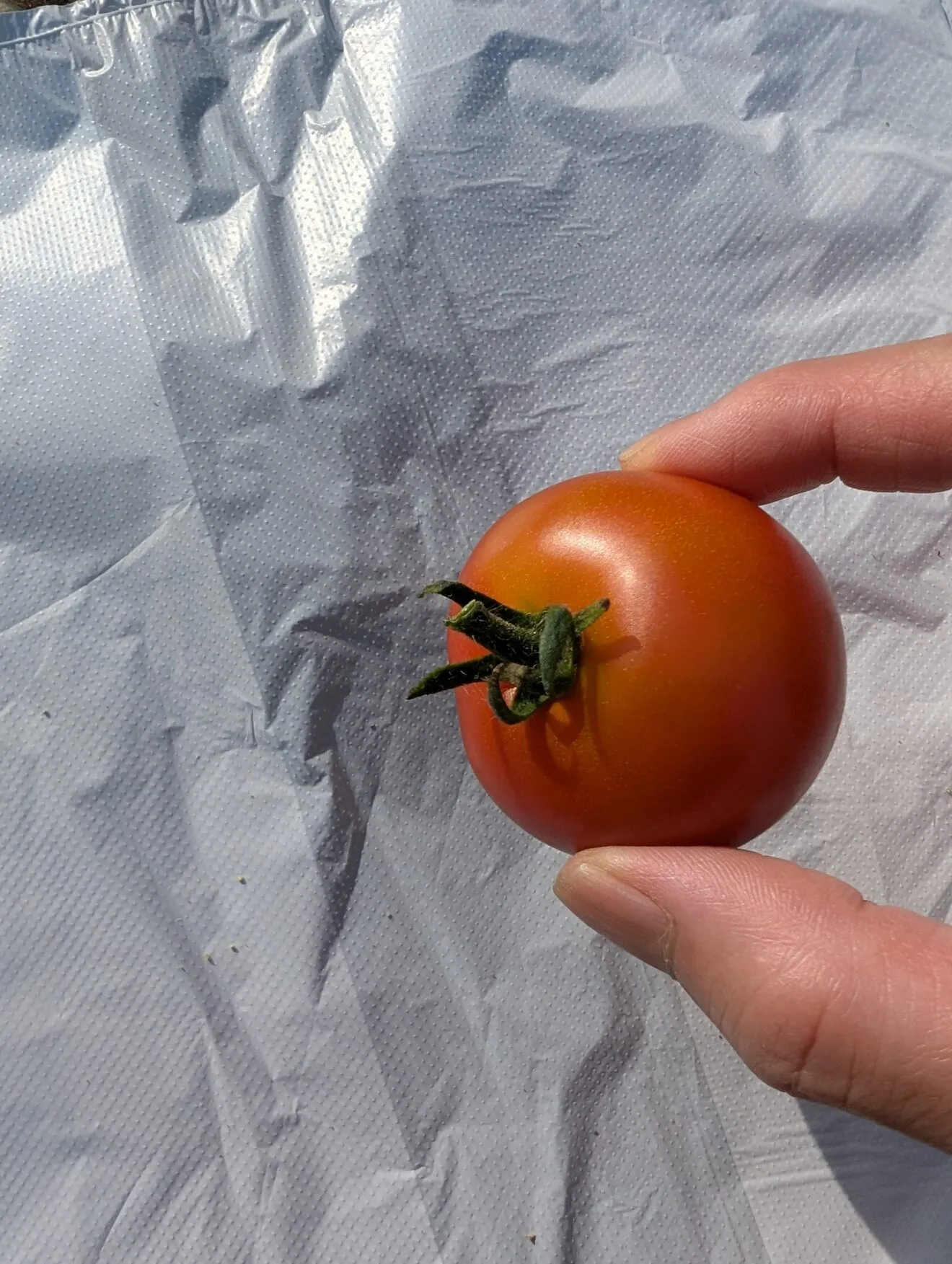 【朝採れとれたて夏野菜詰め合わせ!!】きゅうり・とうもろこし・ミニトマト
