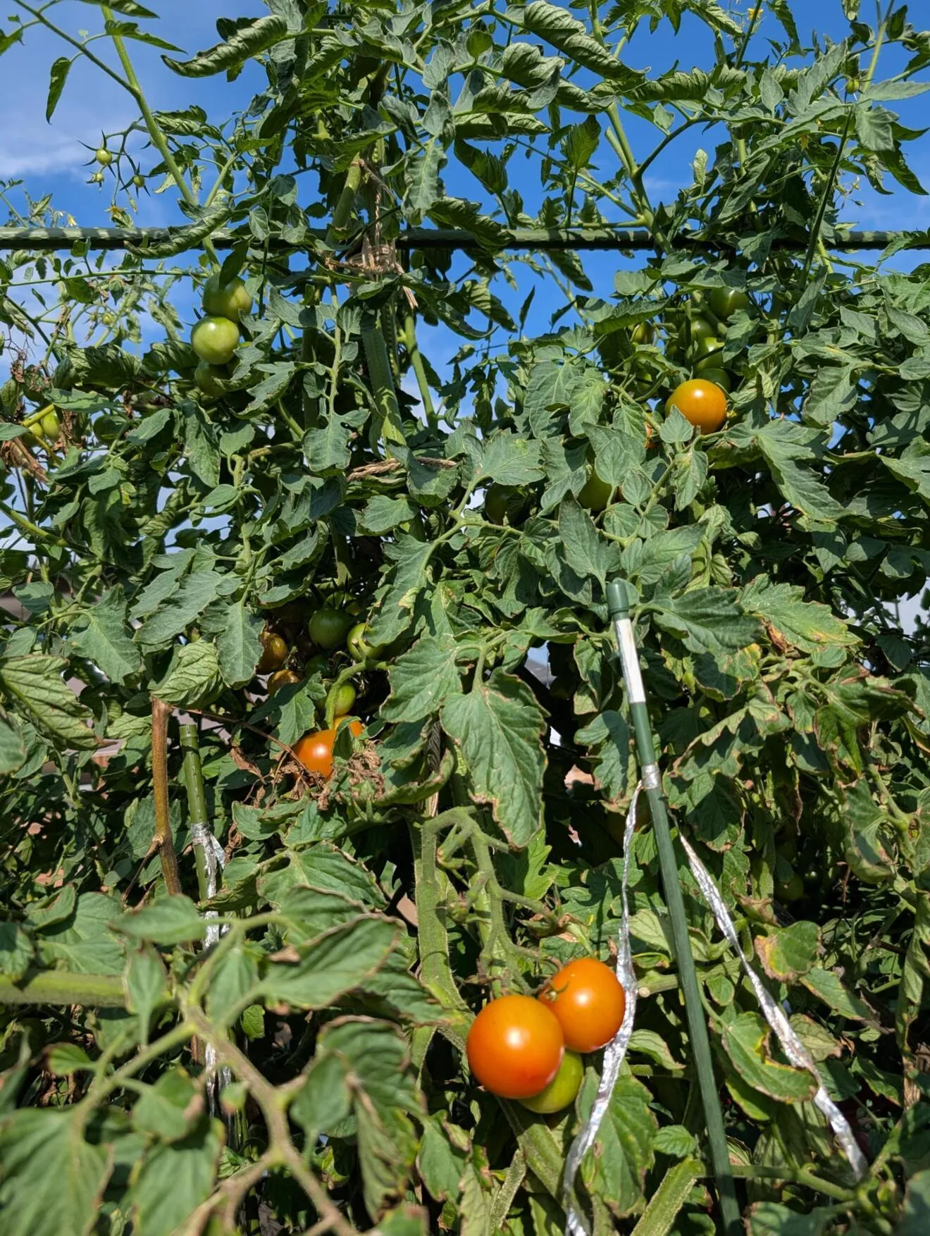 【朝採れとれたて夏野菜詰め合わせ!!】きゅうり・とうもろこし・ミニトマト