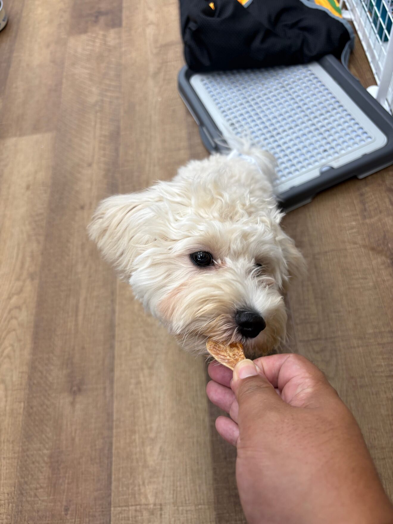 犬用 鶏肉ジャーキーおやつ 5種類ギフトセット