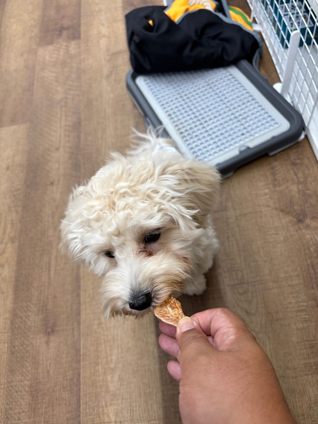 犬用 鶏肉ジャーキーおやつ 5種類ギフトセット