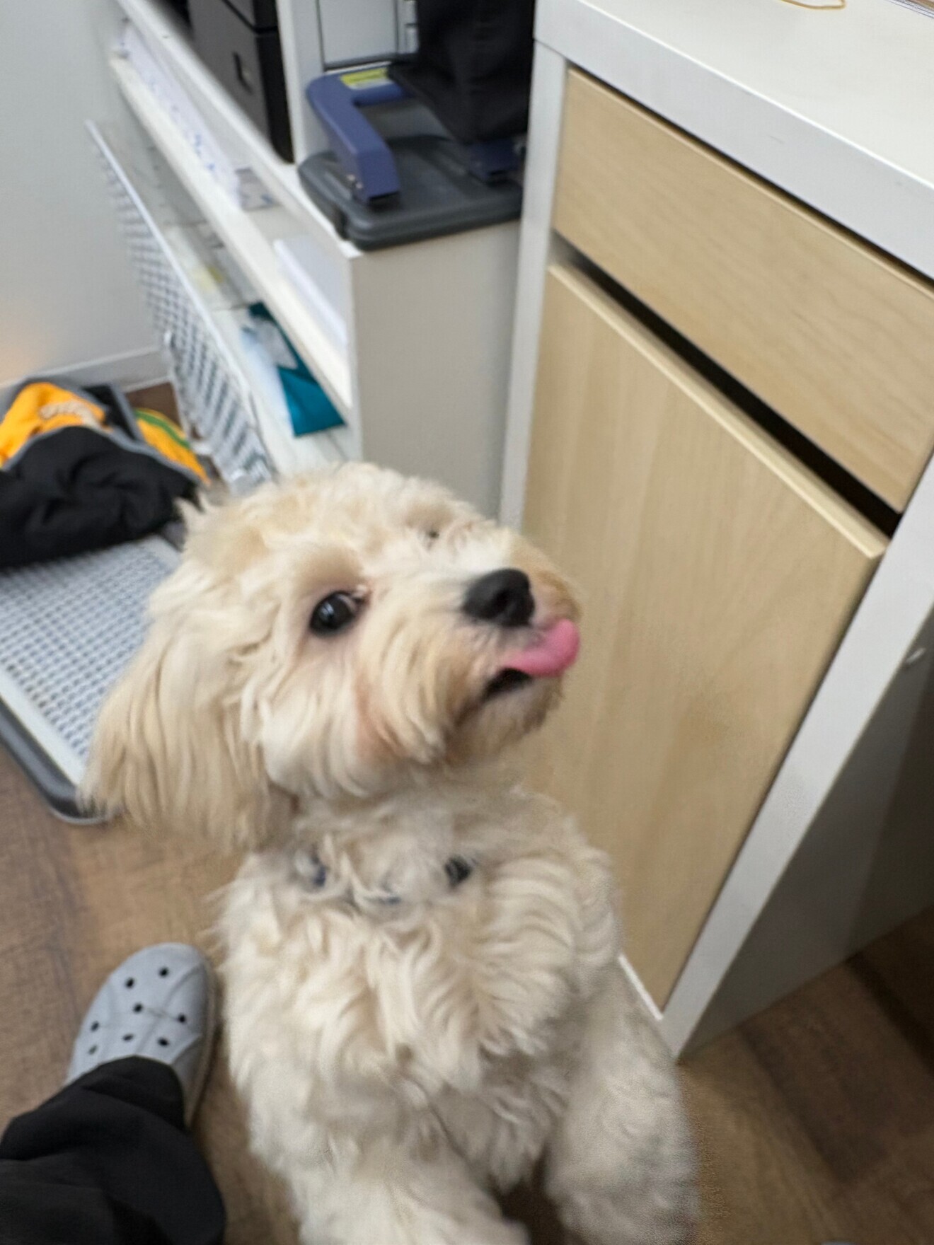 犬用 鶏肉ジャーキーおやつ 5種類ギフトセット