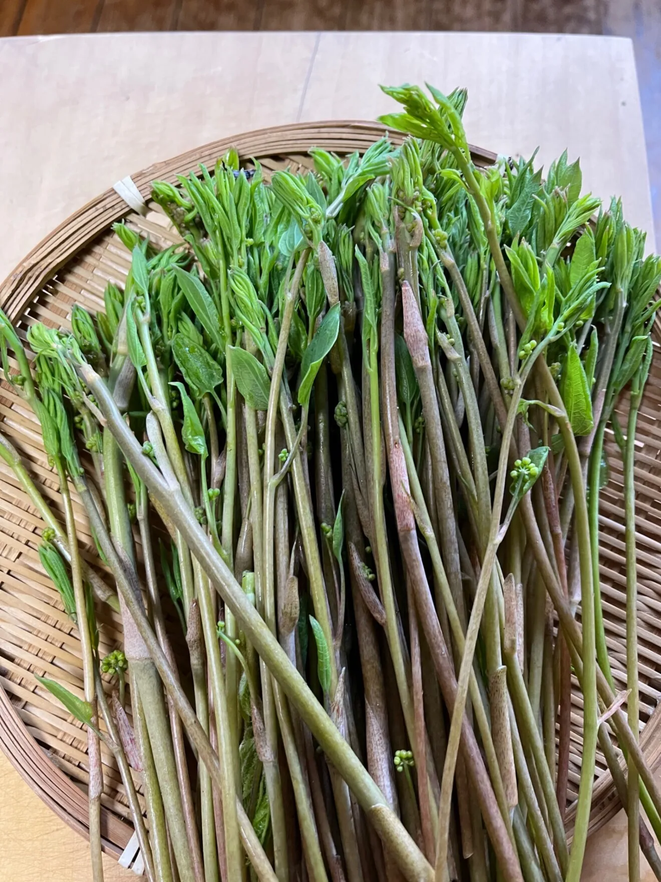 山菜　雪深〜い新潟県南魚沼産　朝取れ新鮮しおで　500g