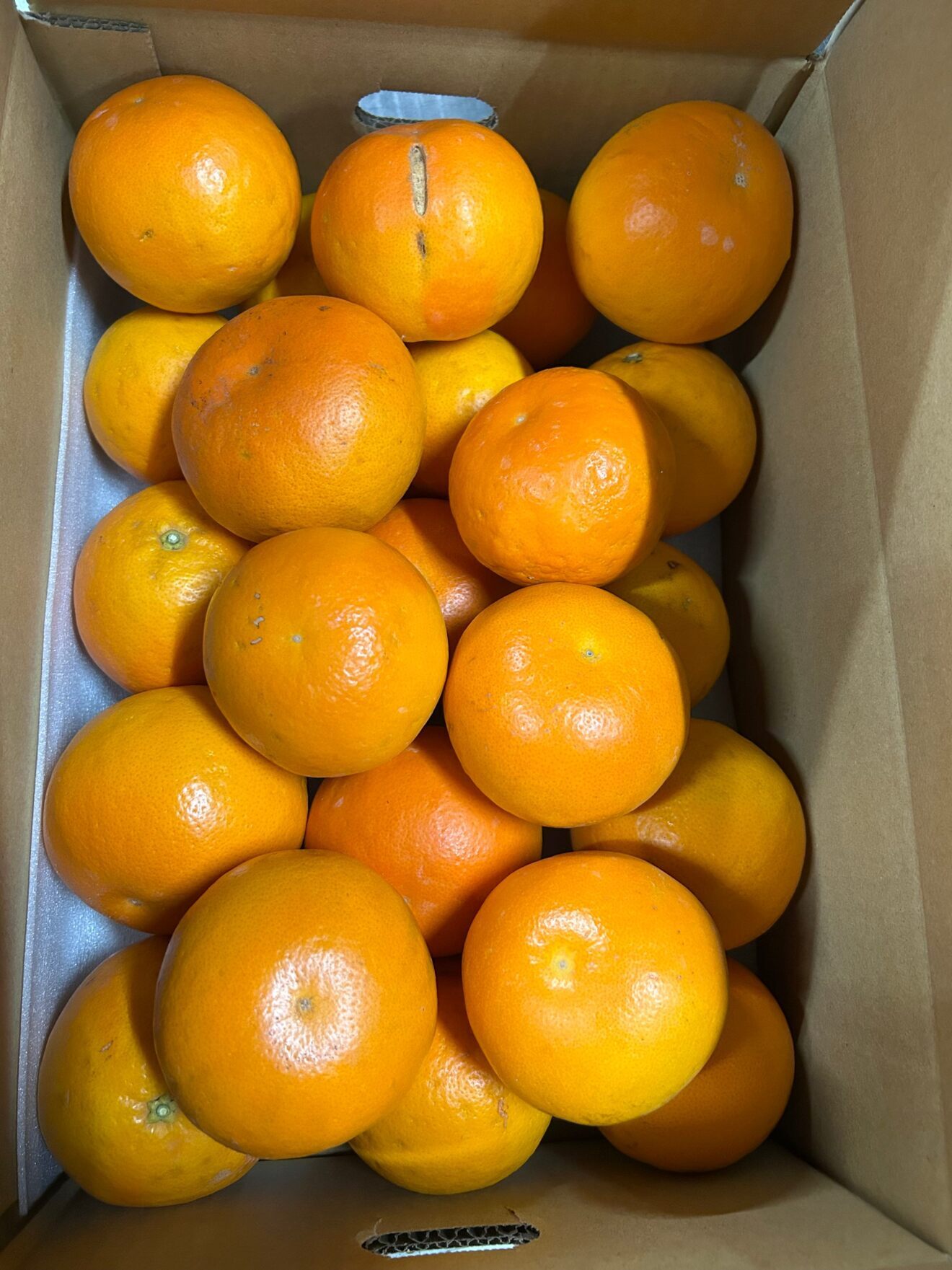 セミノールオレンジ5kg 二級品
