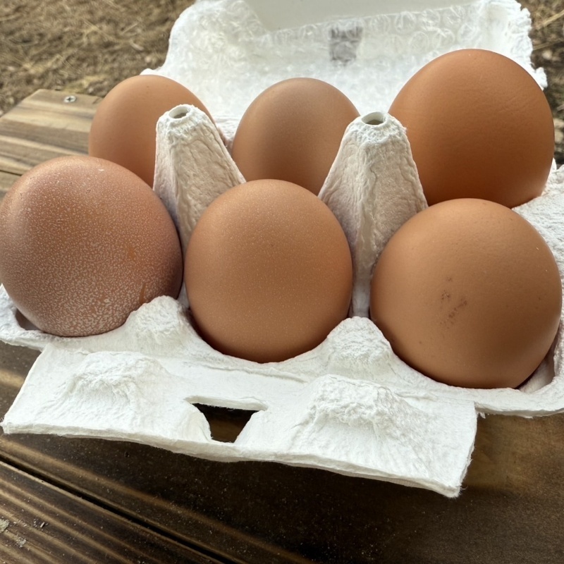 【自然養鶏卵】のびのび平飼い卵 6個×2パック（12個）