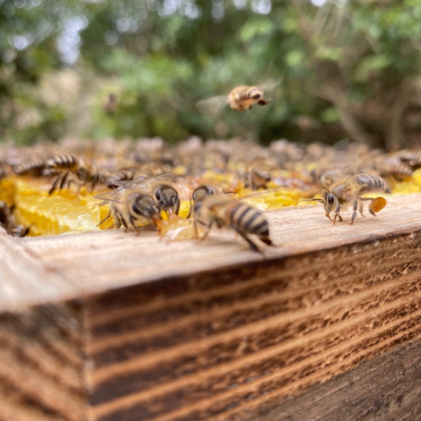 【和みつ】ニホンミツバチ100%の純国産はちみつ
非加熱・無添加　550g