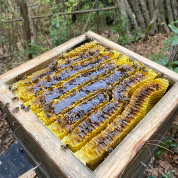 【和みつ】ニホンミツバチ100%の純国産はちみつ
非加熱・無添加　550g