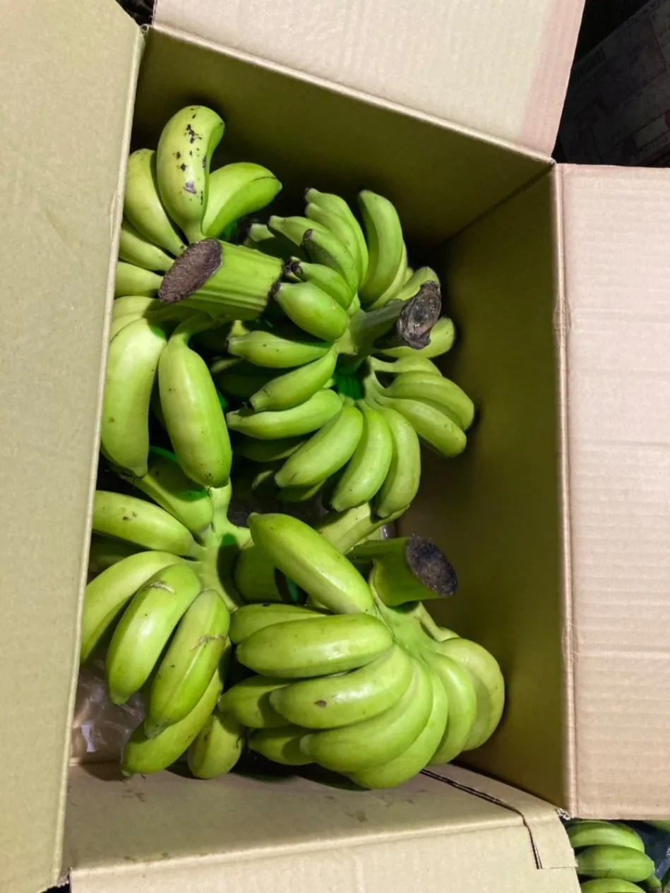 「幻のバナナ🍌徳之島から直送！ふた房 程度約40〜80本程度