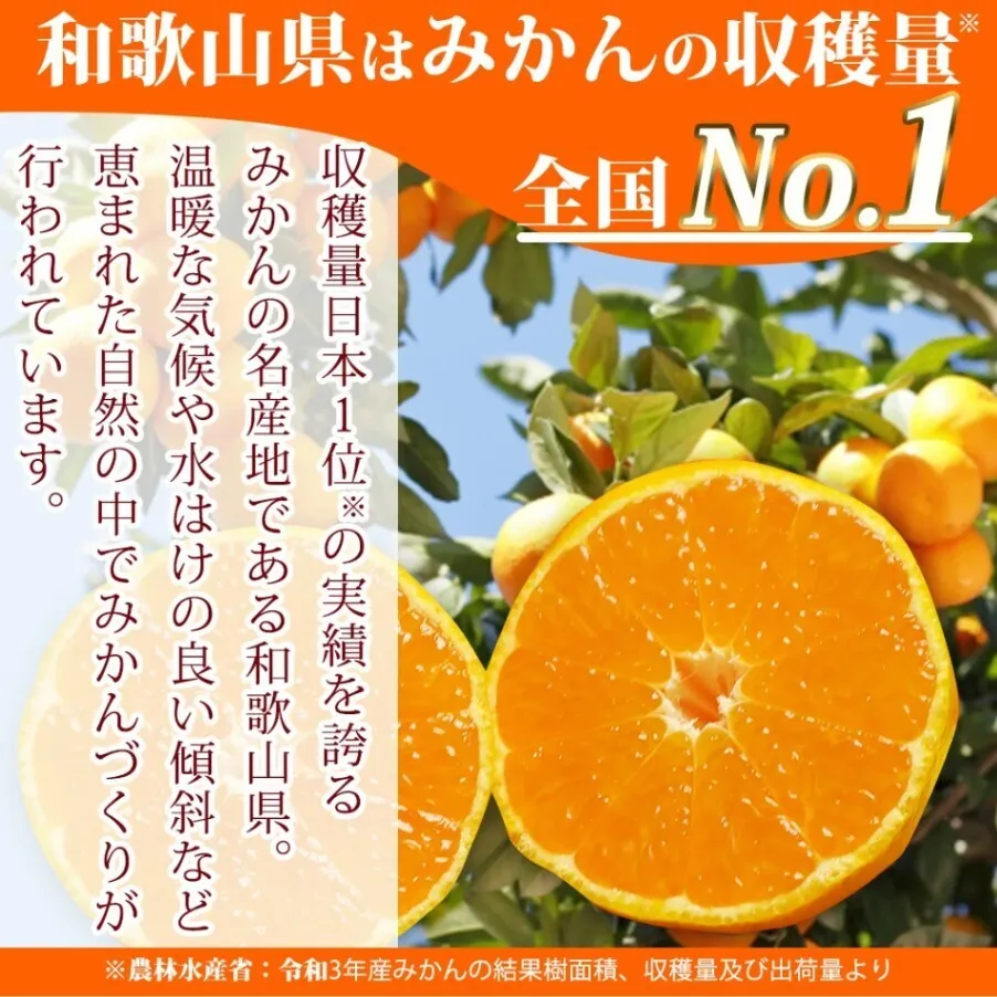 有田みかん10kg【訳ありご家庭用】2S〜2Lサイズ混合※11月下旬頃～12月下旬頃発送予定