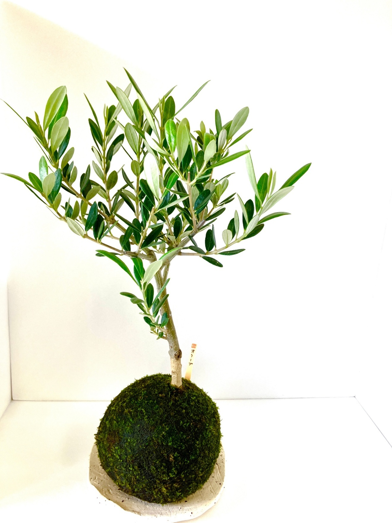 【オリーブの苔玉｜ナチュラルグリーンインテリア｜受け皿付き