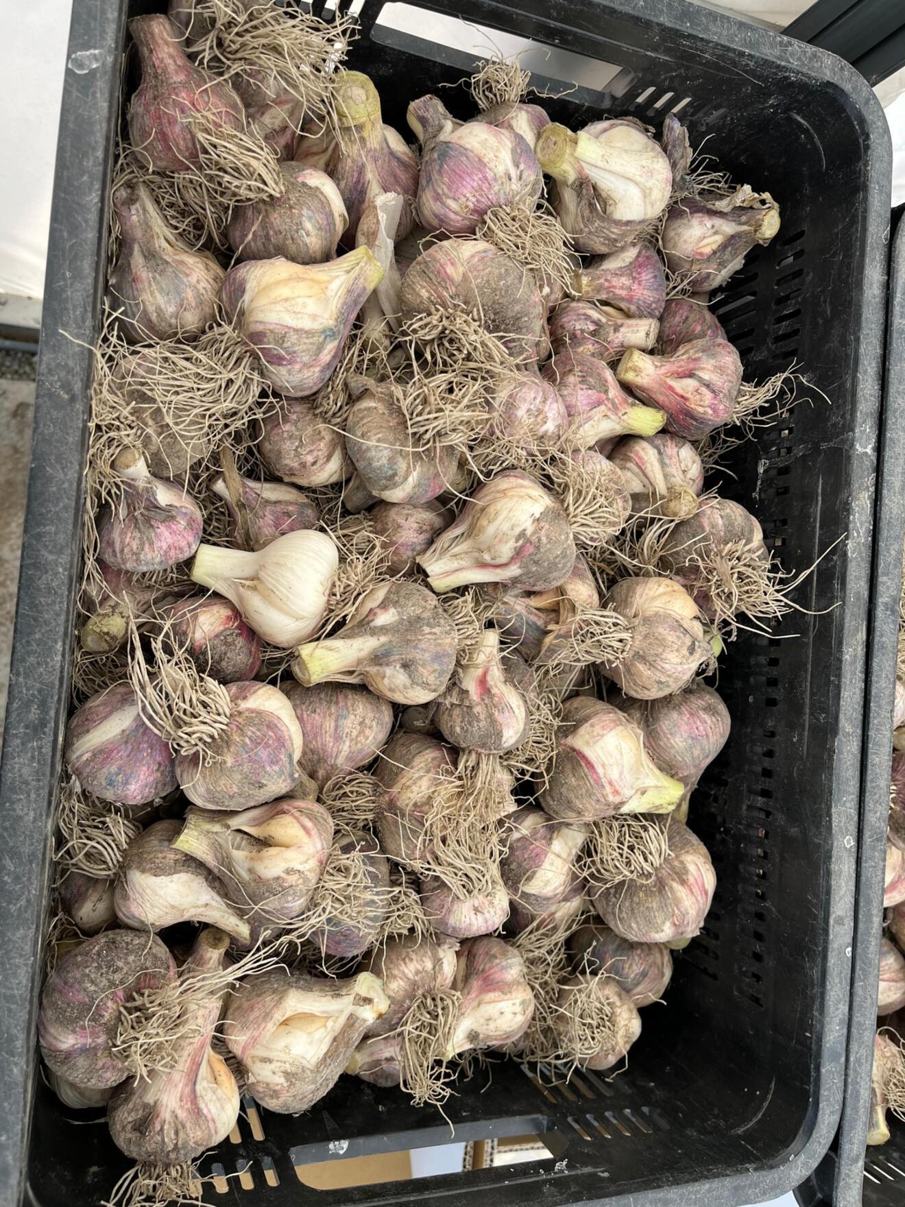 【ご家庭用】土付き新にんにく3kg