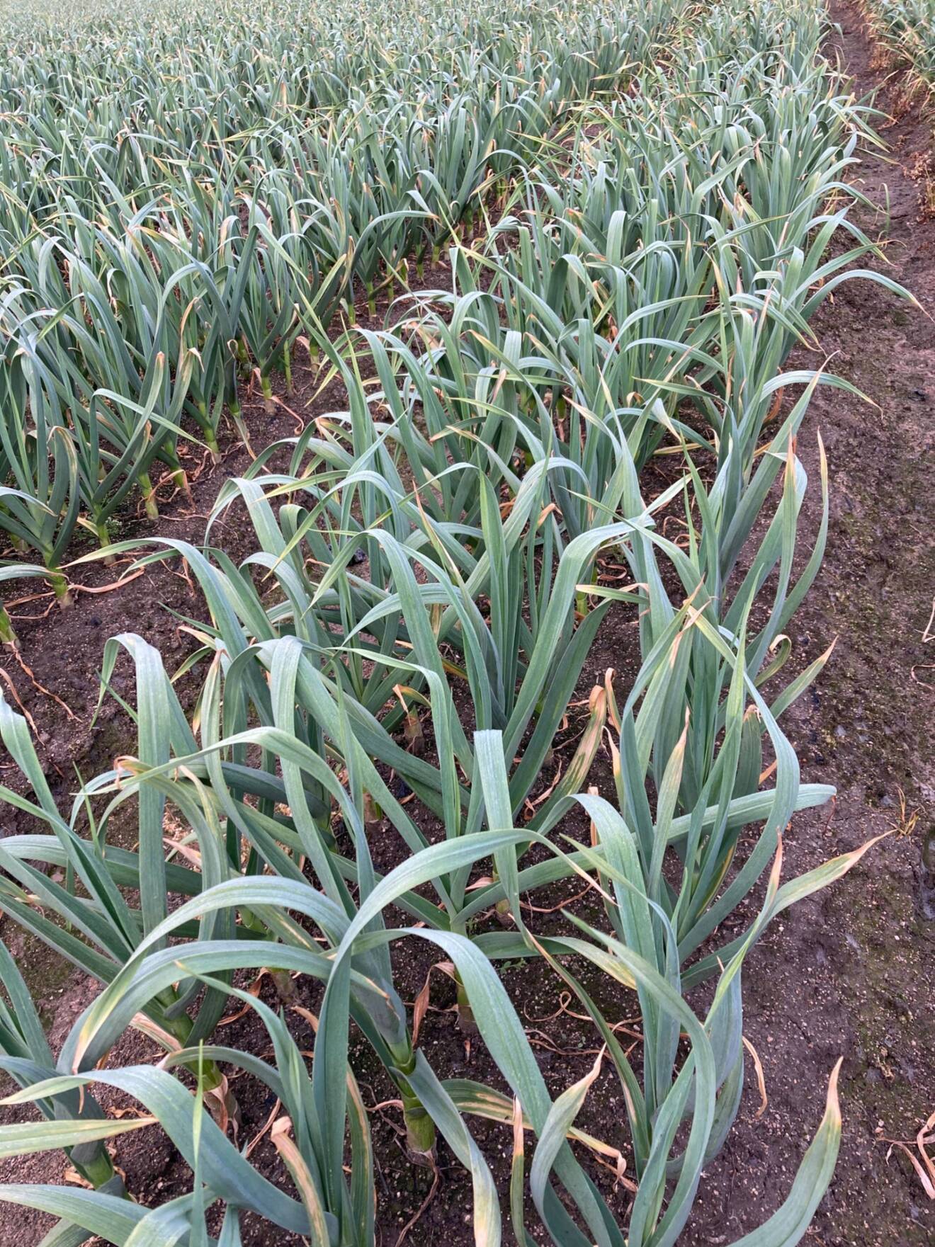 【ご家庭用】土付き新にんにく3kg