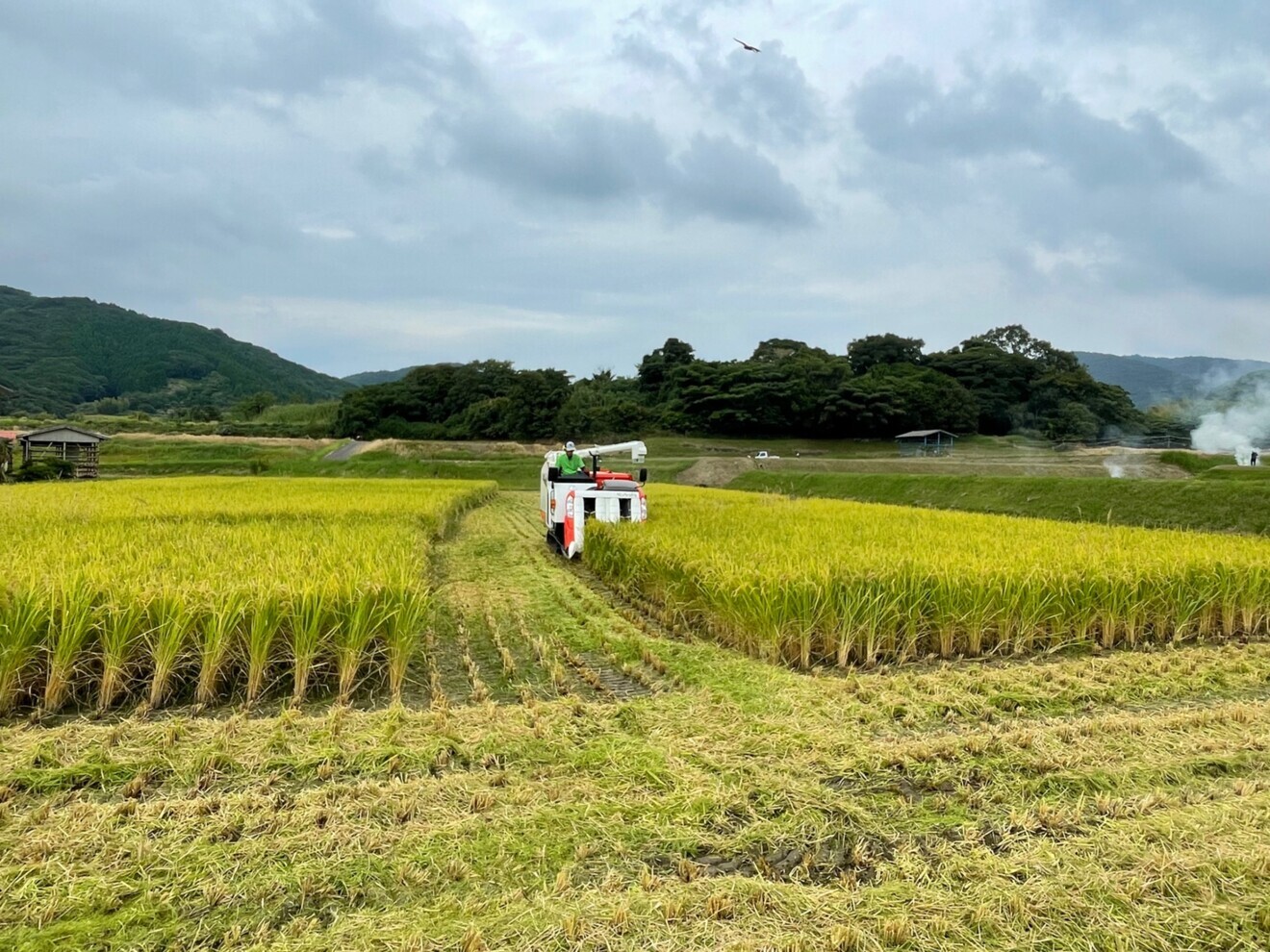 【限定価格】令和7年産 『新米』淡路島産 コシヒカリ 白米 10kg 産地直送 精米済み