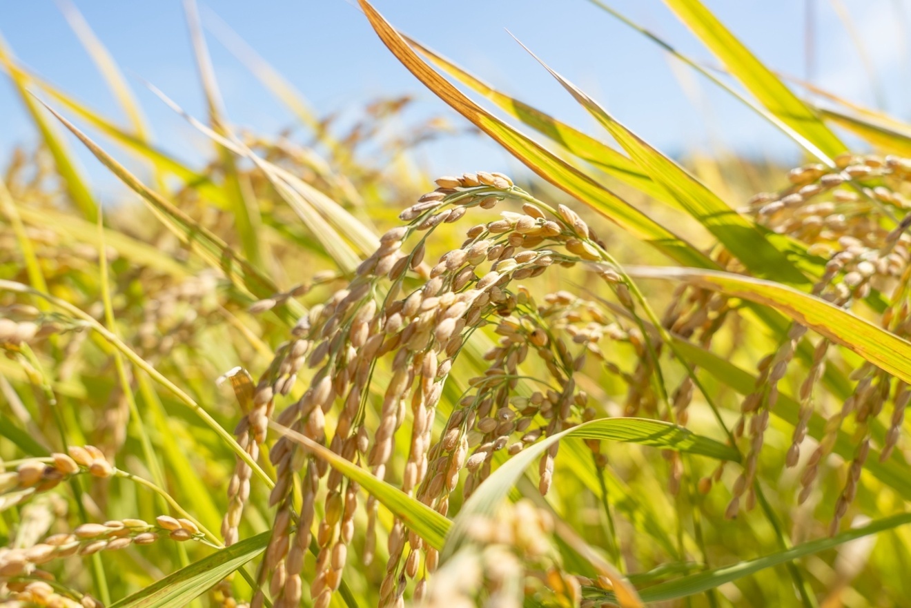 【限定価格】令和7年産 『新米』淡路島産 コシヒカリ 白米 5kg 産地直送 精米済み