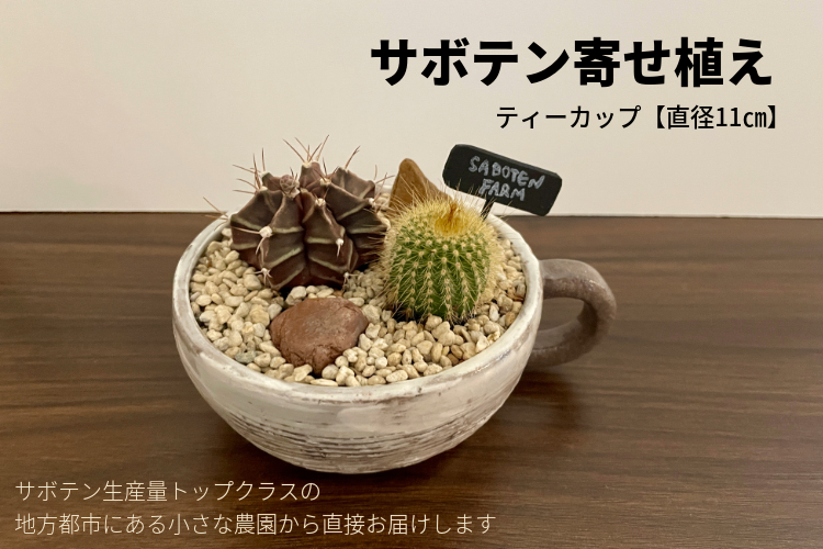 🌵サボテン2種類 寄植え ティーカップ鉢🌵 ご希望で匿名配送OK(匿名