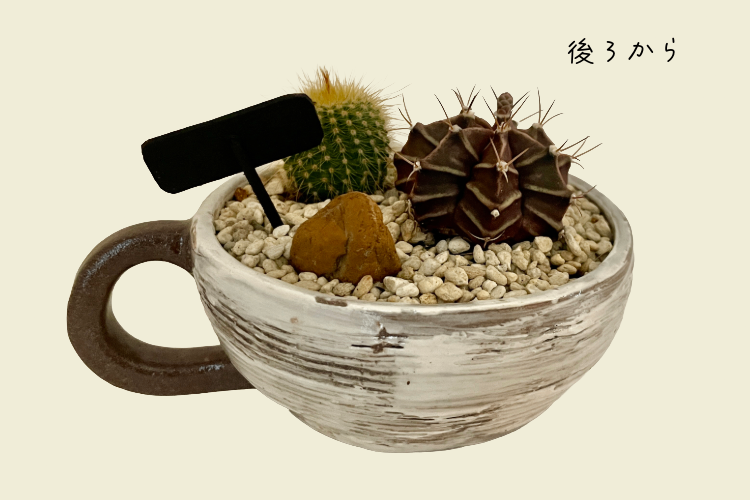🌵サボテン2種類 寄植え ティーカップ鉢🌵 ご希望で匿名配送OK(匿名
