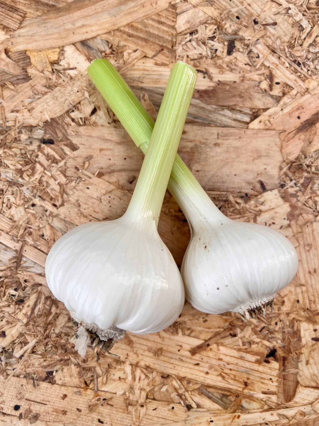 ＼ 掘りたて！旬の生にんにく ／
