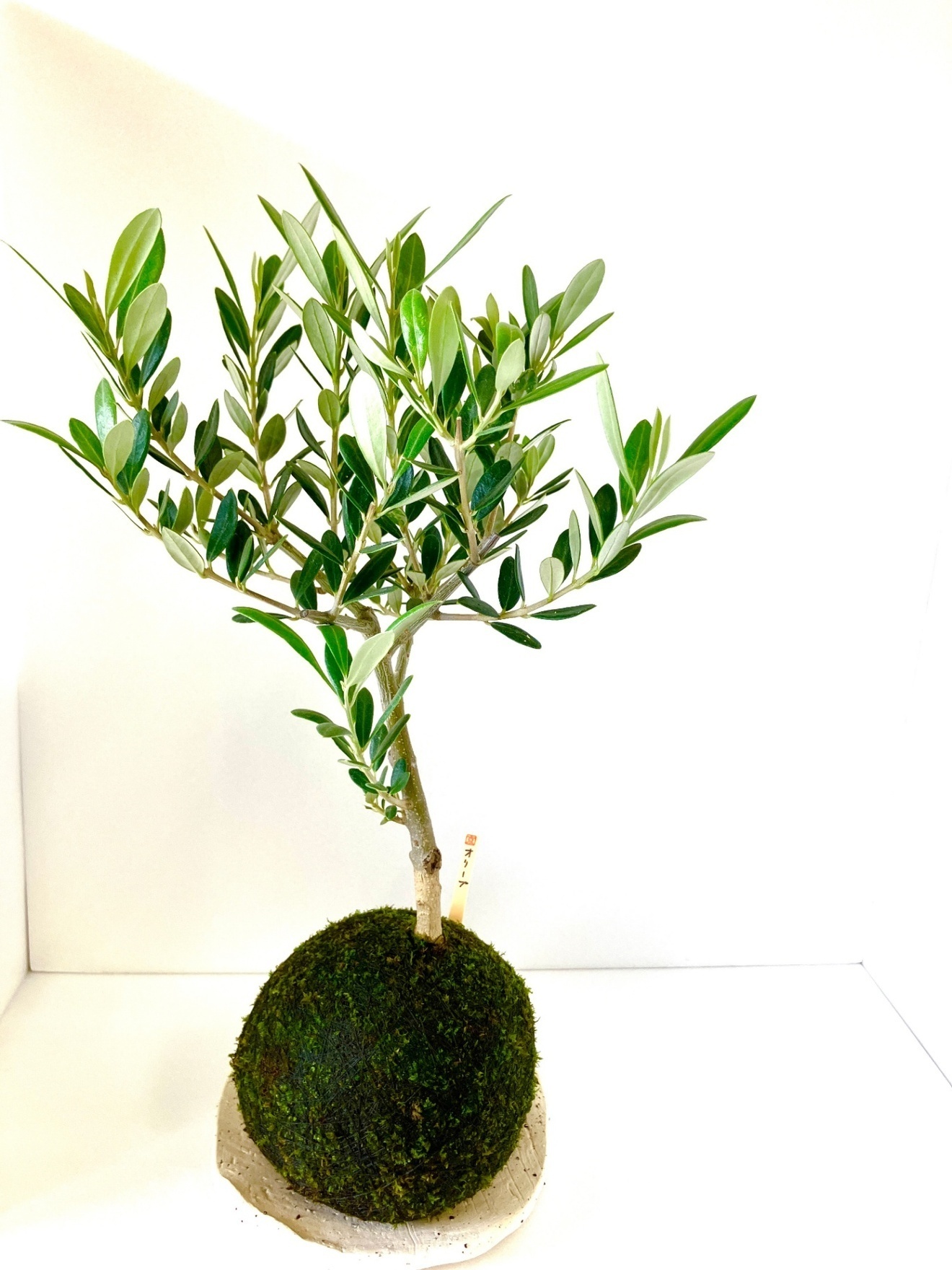 【オリーブの苔玉｜ナチュラルグリーンインテリア