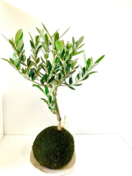 【オリーブの苔玉｜ナチュラルグリーンインテリア