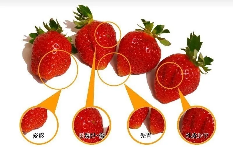 急速冷凍 あまおう約1kg【朝摘み】【カット】新鮮！苺(イチゴ)の王様 いちご【卸販売も可能です。】