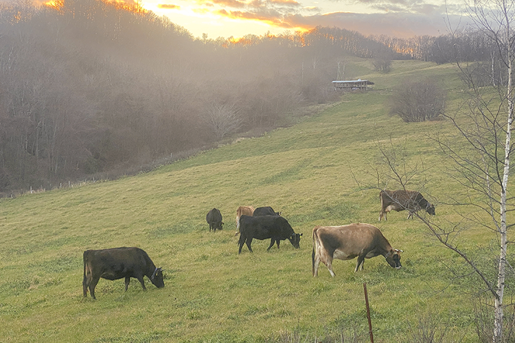 十勝ソフィアファームの有機放牧牛乳100％アイス5個セット
お試しハーブソルト＆カシスベリージャム付