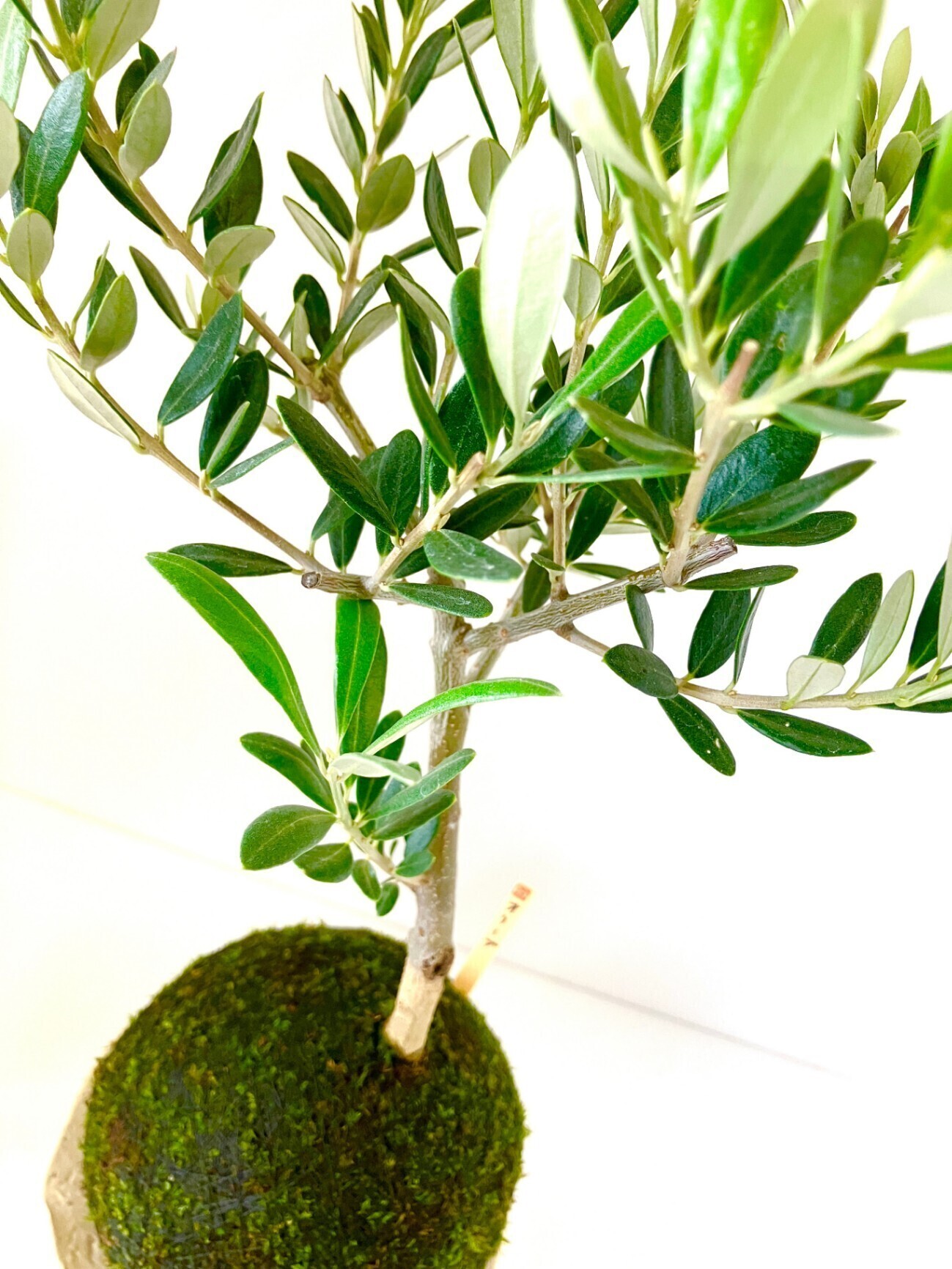 【オリーブの苔玉｜ナチュラルグリーンインテリア