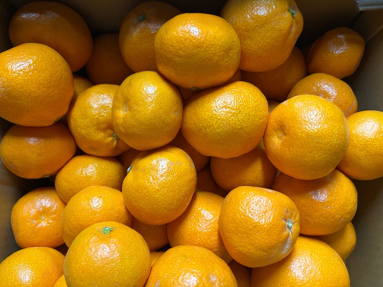 早生みかん（箱込み10kg）