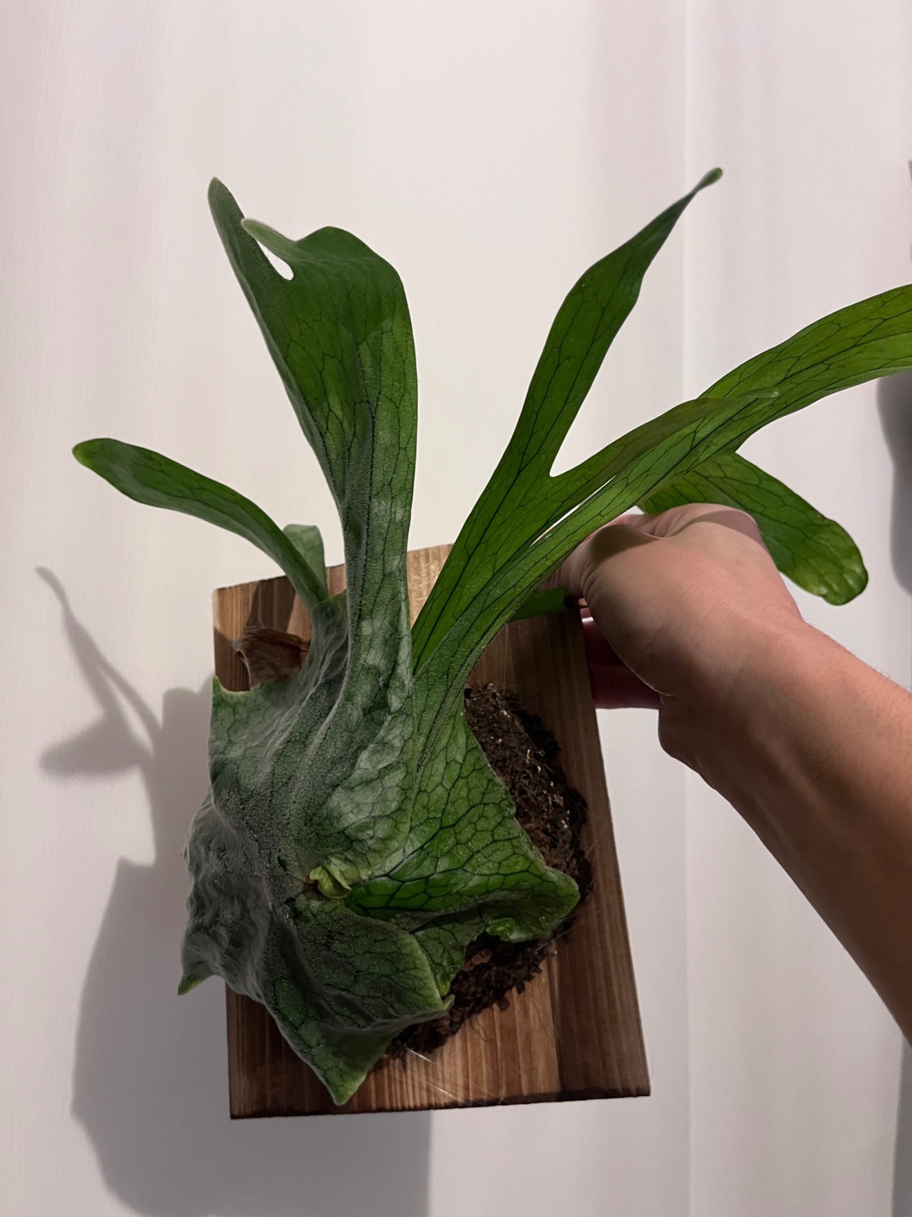 【板付・迫力株】ビカクシダ スパーバム｜壁掛けOK｜インテリアグリーン｜購入後サポート有