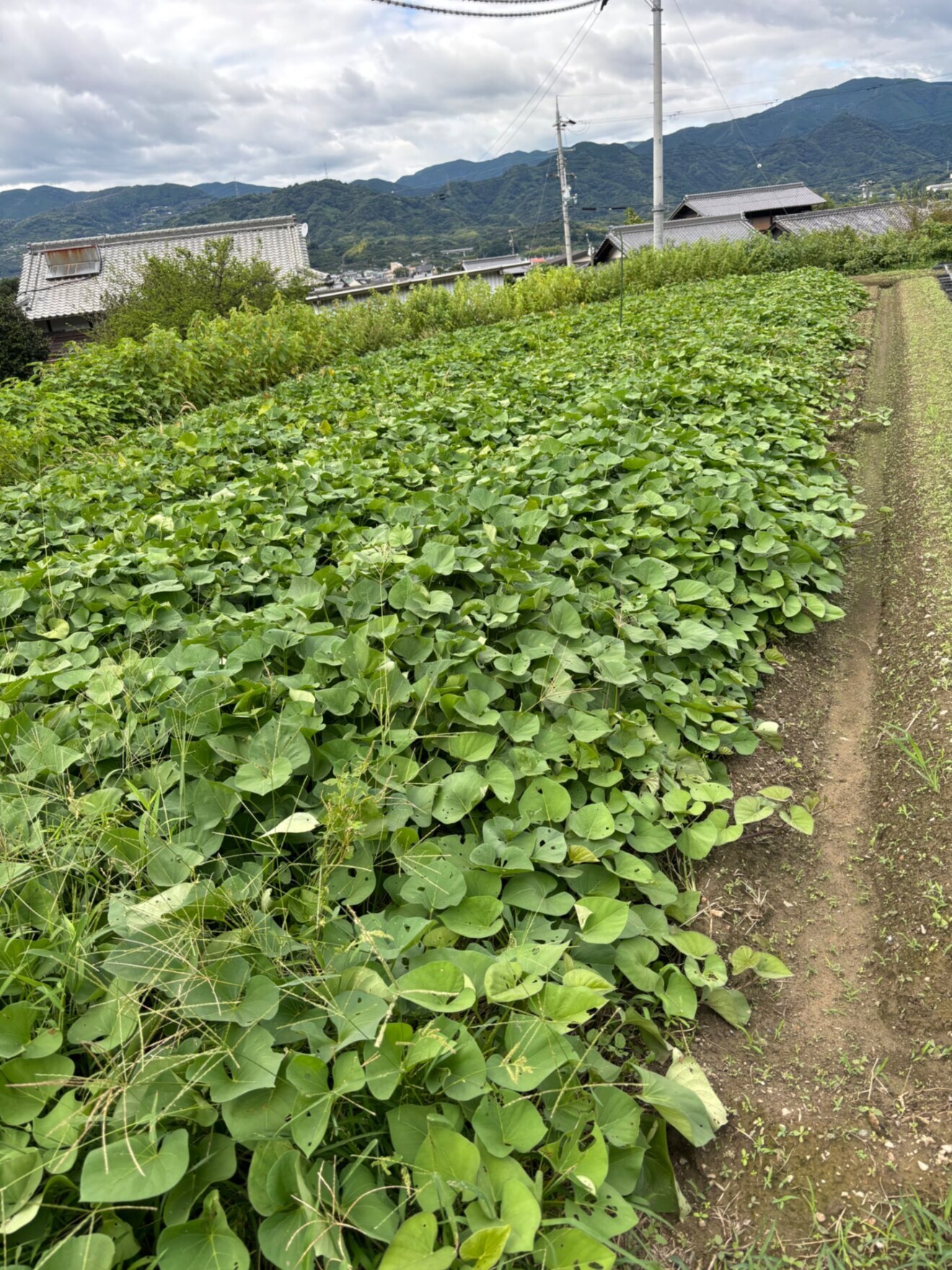 【特大サイズ】べにはるか＆シルクスイート 食べ比べ2本セット