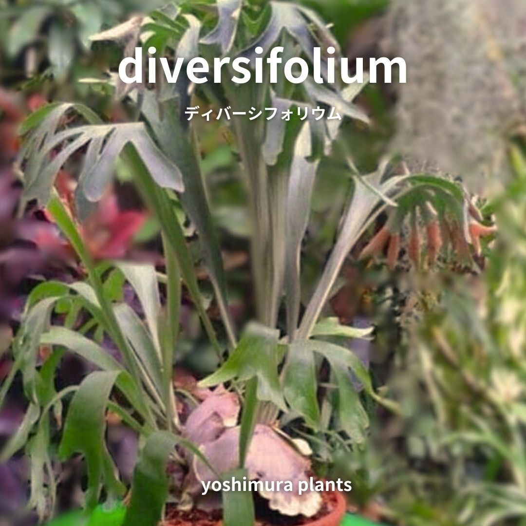 【違いを楽しめる！】ビカクシダ　３品種セット