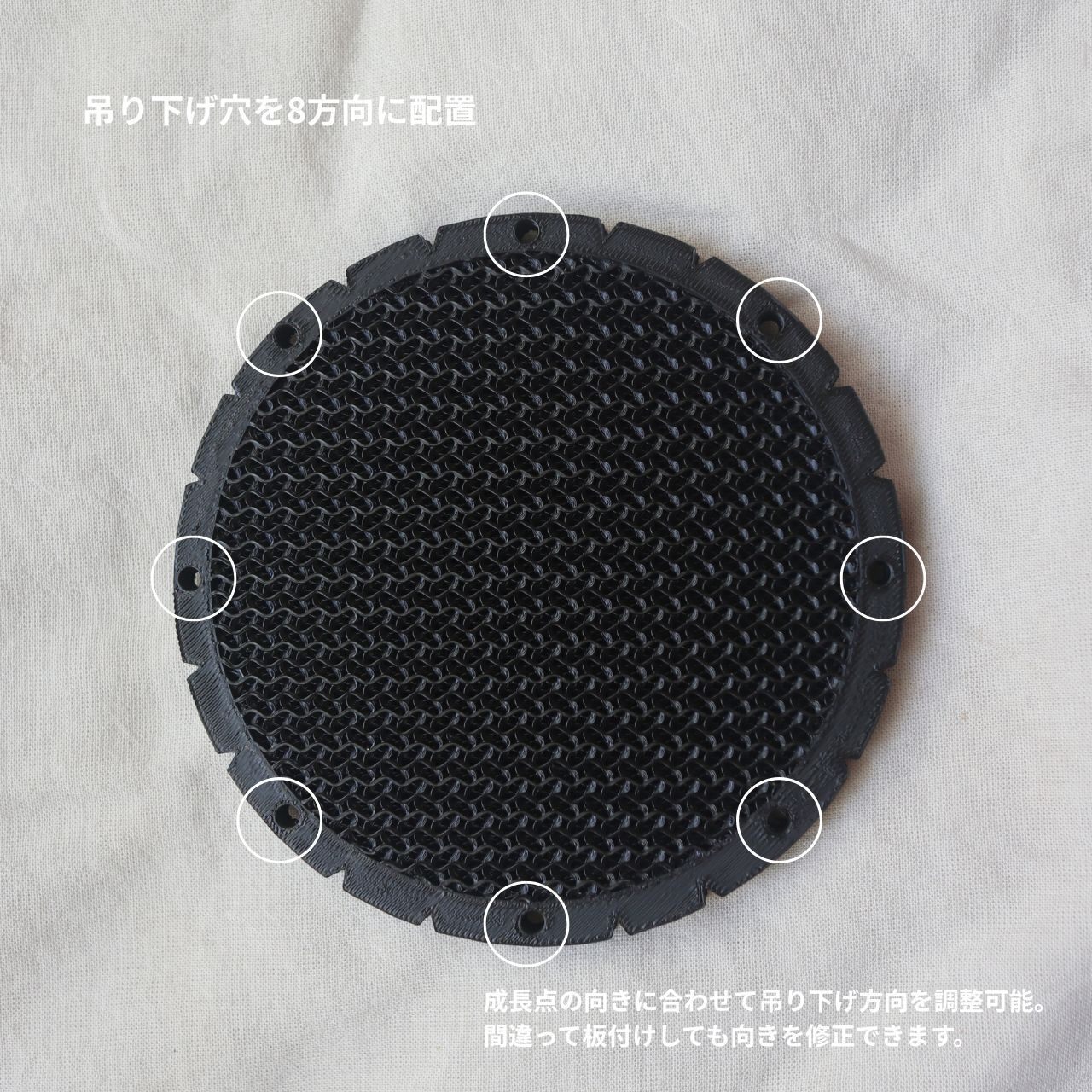 【違いを楽しめる！】ビカクシダ　３品種セット