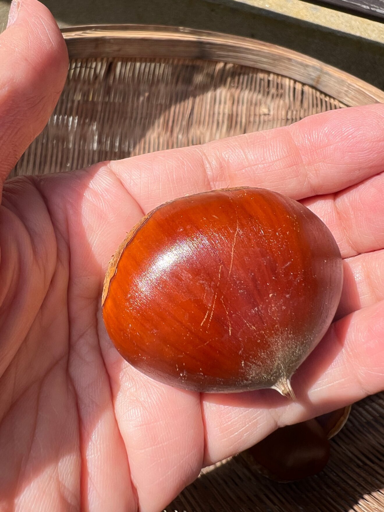 無農薬・無施肥で育った古民家の栗Mサイズ　１キロ以上
